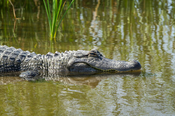 American Alligator basking in shallow water in a Texas pond