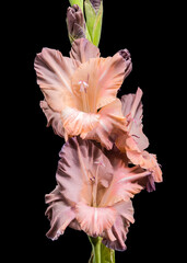 Dusky pink gladiolus with dew drops against a black background