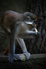 Portrait of the Lesser spot-nosed monkey