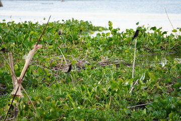 Drongo birds are perching on the sticks in water full with water hyacinth