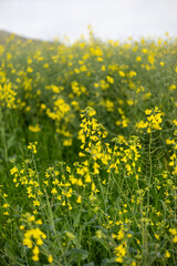 Farm Road adventures in Canola Fields