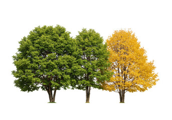 Three trees, two green and one yellow, isolated on transparent background