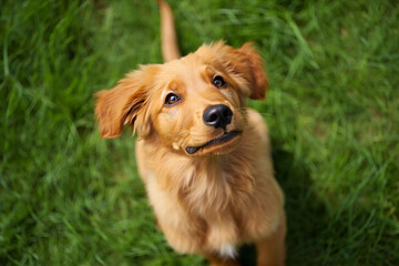 Fototapeta premium Cute puppy looking at the camera.