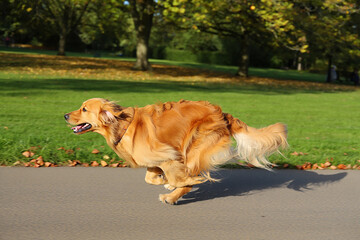 The dog is running and playing in the open field.