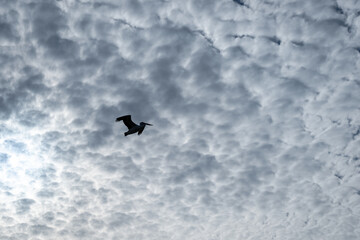 A pelican soaring through a cloudy sky on Kangaroo Island, Australia