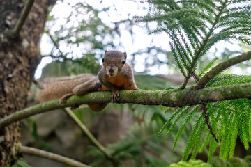 Wild plantain squirrel on a tree branch in tropical forest