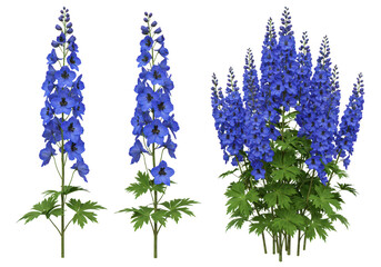 Three blue delphinium flowers isolated on transparent background