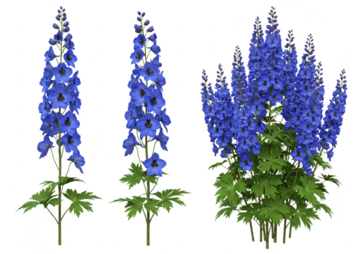 Three blue delphinium flowers isolated on transparent background