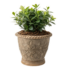 Obraz premium Artificial plant pot isolated on clean white background for home decoration