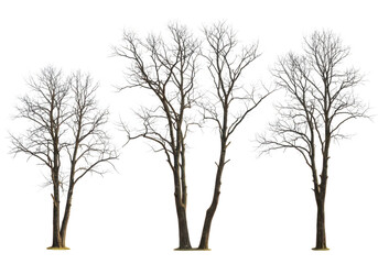 Three bare trees isolated on transparent background