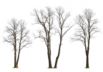 Three bare trees isolated on transparent background