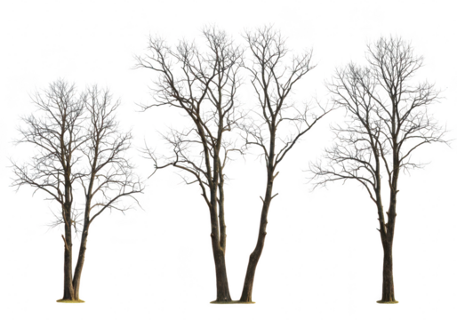 Three bare trees isolated on transparent background
