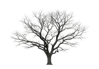 Bare tree isolated on transparent background