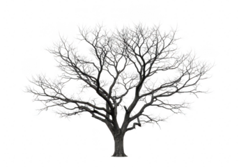 Bare tree isolated on transparent background