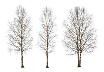 Three bare birch trees isolated on transparent background