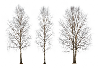 Three bare birch trees isolated on transparent background