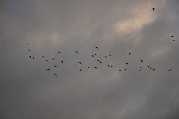 flock of birds likely starlings in flight, potentially forming a murmuration. 