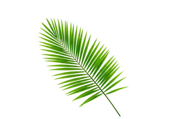 Fototapeta premium Single palm leaf isolated on transparent background