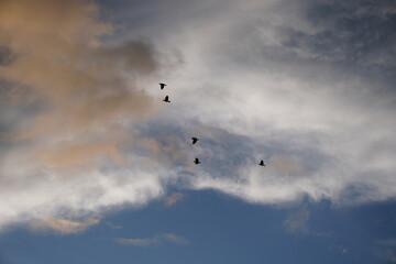 Obraz premium flock of birds flying in a dramatic cloudy sky. 