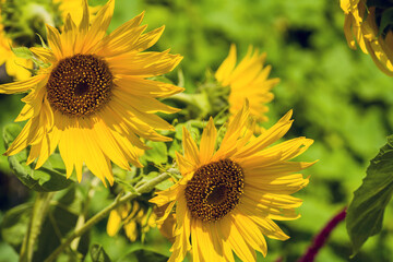 Sunflower seeds harvest agriculture sunny plants