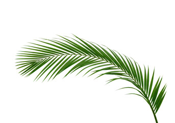 Obraz premium Single green palm leaf isolated on transparent background