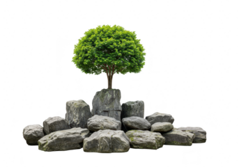 Small green tree on rocks, isolated on transparent background