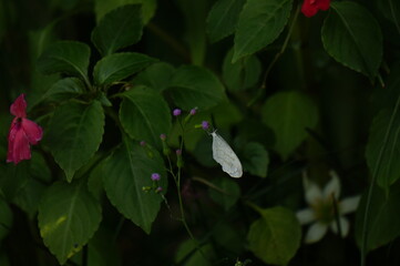 butterfly on a flower