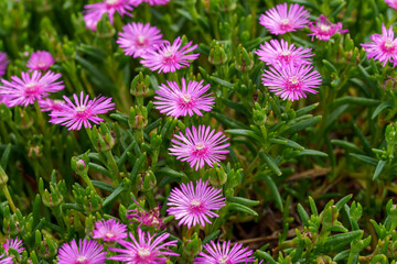 Obraz premium Close-up of a pink Livingstone daisy (Lampranthus spectabilis) in full bloom.