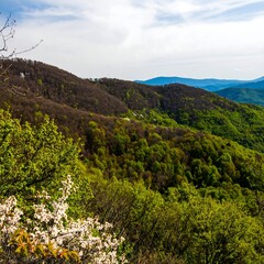 Mountain View, Spring Foliage, Appalachian Range
