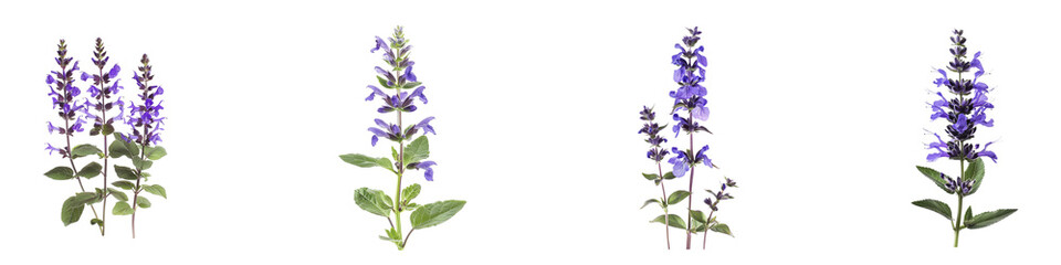 Naklejka premium Salvia plants showcasing their captivating violetblue inflorescences vibrant green foliage