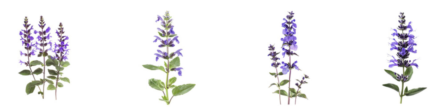 Salvia plants showcasing their captivating violetblue inflorescences vibrant green foliage