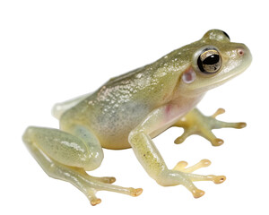 Obraz premium Realistic Glass Frog Isolated on Transparent Background 