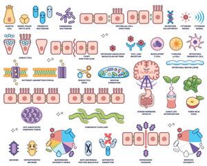 Obraz premium Human microbiome worksheet collection shows gut bacteria, epithelial cells, and immune functions in an educational outline style. Outline style collection