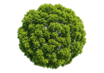 A perfectly round lush green tree with dense foliage, isolated on a transparent background
