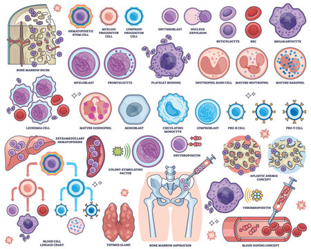 Hematopoiesis shows blood cell development with stem cells, bone marrow, and blood cell types. Outline style worksheet collection