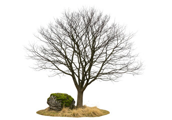 Bare tree with mossy rock and dry grass isolated on transparent background