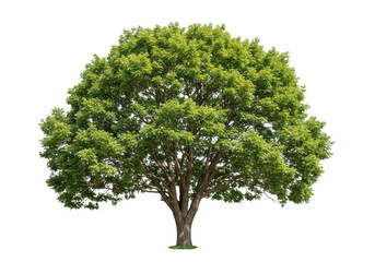 A large, healthy green tree with lush foliage, isolated on transparent background