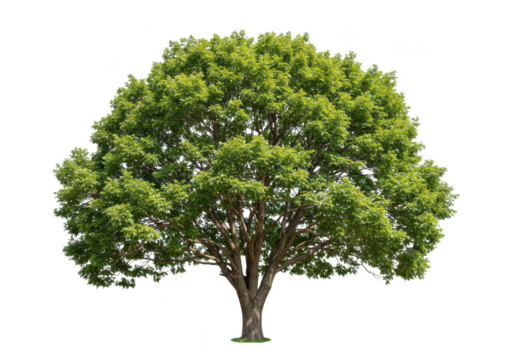 A large, healthy green tree with lush foliage, isolated on transparent background