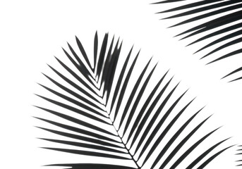 Fototapeta premium Closeup of a green palm leaf isolated on transparent background