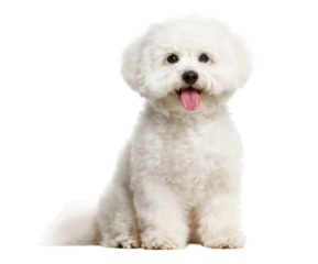 Charming White Bichon Frise Dog with Playful Expression Sitting isolated on a transparent background