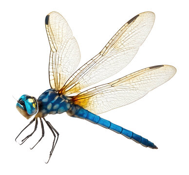 Blue dasher dragonfly with blue body and striped wings