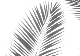 Obraz premium Palm leaf shadow isolated on transparent background, creating a natural and minimalist pattern with contrast and graphic design elements