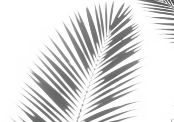 Palm leaf shadow isolated on transparent background, creating a natural and minimalist pattern with contrast and graphic design elements