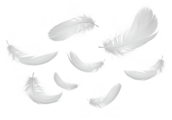 Several delicate white feathers floating isolated on transparent background