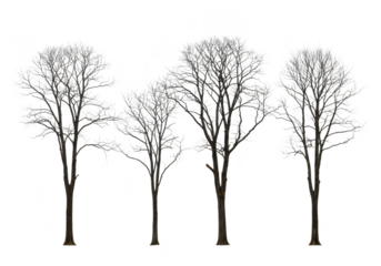 Group of bare trees in winter, isolated on transparent background