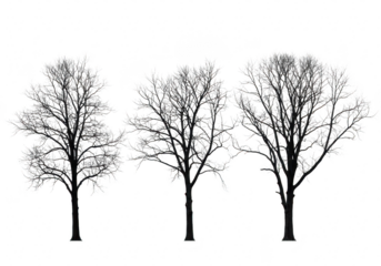 Three bare leafless trees in silhouette, isolated on a transparent background, representing winter or dormant nature
