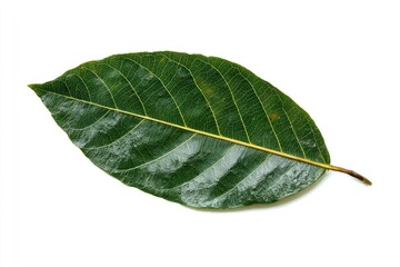 Close-up of a single, healthy green leaf, oval-shaped, with prominent veins, on a white background