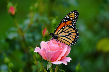 A very beautiful butterfly is sitting in a flower.