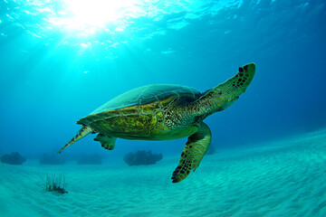 Fototapeta premium A turtle under the sea