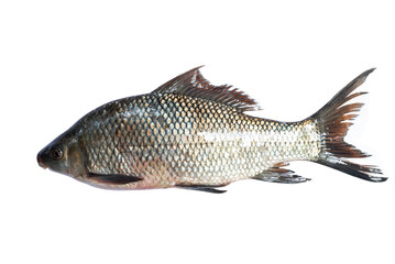 Freshwater fish.White fishes. Isolated on white